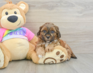 8 week old Shih Poo Puppy For Sale - Florida Fur Babies