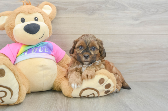 Shih Poo Puppy for Adoption
