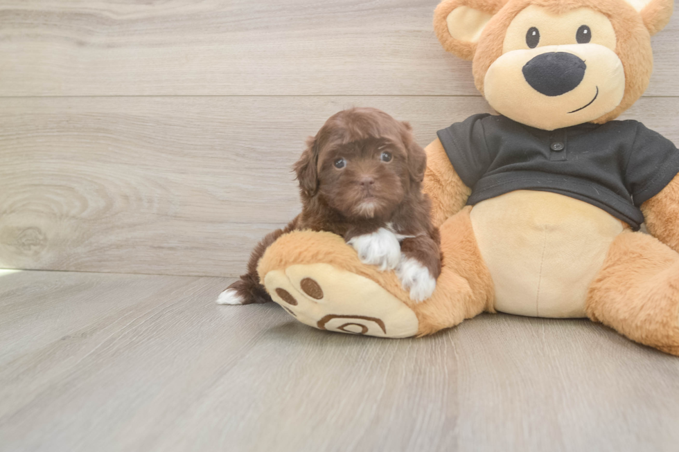 Meet Keene - our Shih Poo Puppy Photo  2/3 - Florida Fur Babies Funny Shih Poo Poodle Mix Pup