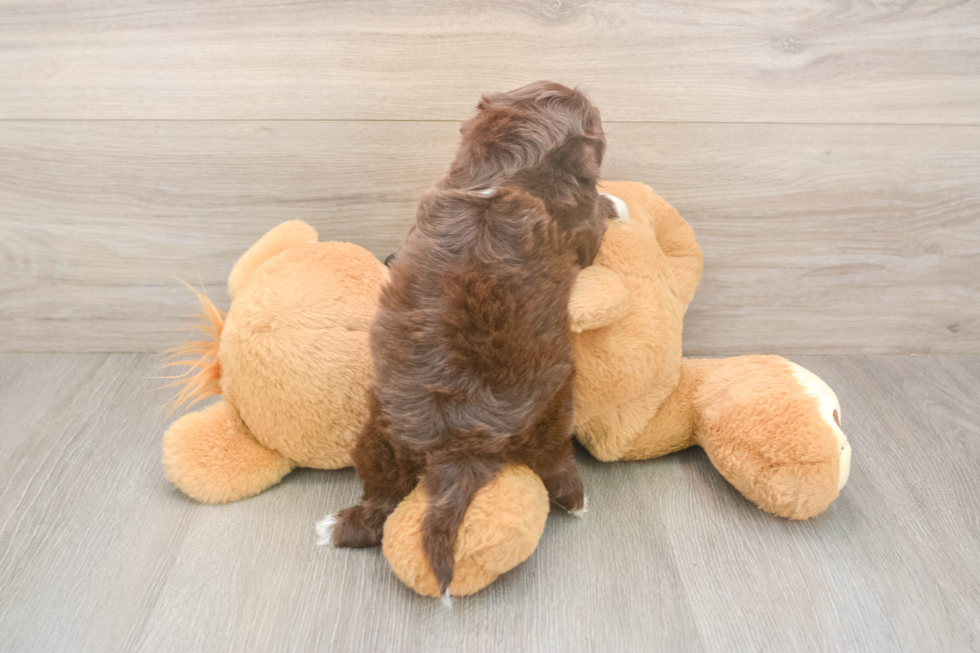 Meet Keene - our Shih Poo Puppy Photo  3/3 - Florida Fur Babies Hypoallergenic Shih Poo Poodle Mix Puppy