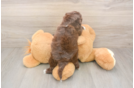 Meet Keene - our Shih Poo Puppy Photo  3/3 - Florida Fur Babies Hypoallergenic Shih Poo Poodle Mix Puppy