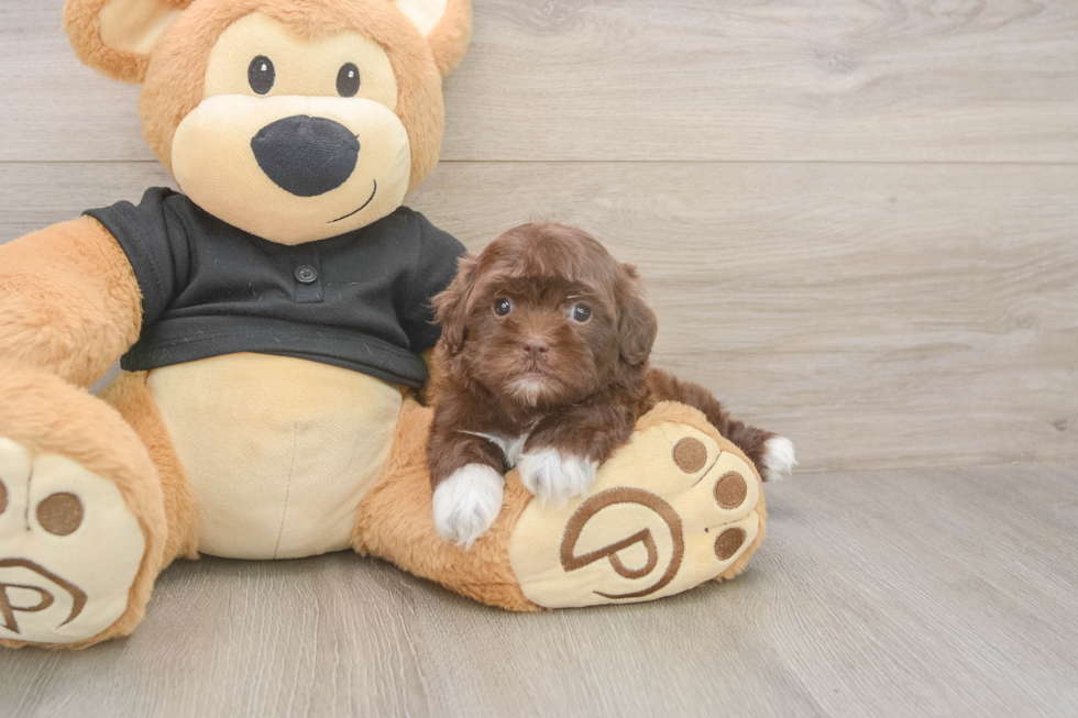 Meet Keene - our Shih Poo Puppy Photo  1/3 - Florida Fur Babies Petite Shih Poo Poodle Mix Pup