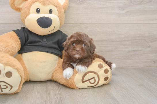 5 week old Shih Poo Puppy For Sale - Florida Fur Babies Petite Shih Poo Poodle Mix Pup