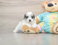 6 week old Shih Poo Puppy For Sale - Florida Fur Babies