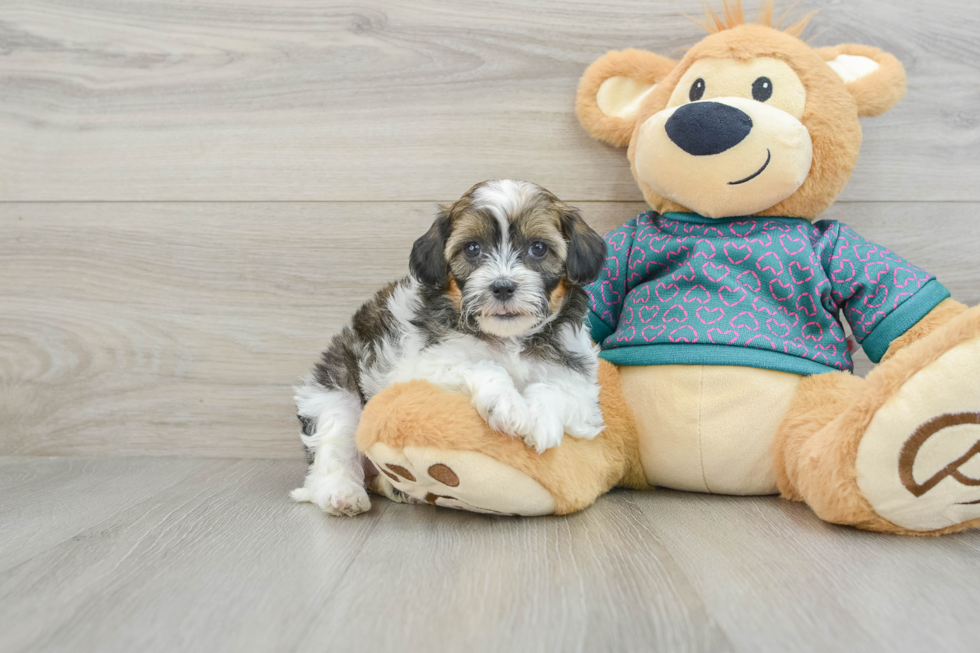 Adorable Shih Poo Poodle Mix Puppy