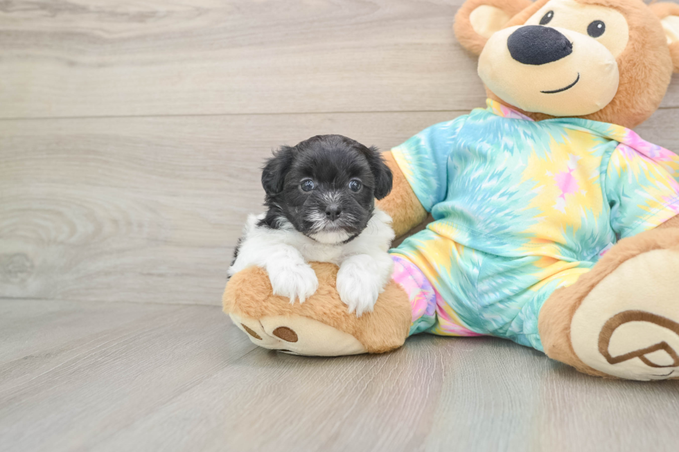 Shih Poo Pup Being Cute