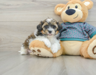 8 week old Shih Poo Puppy For Sale - Florida Fur Babies