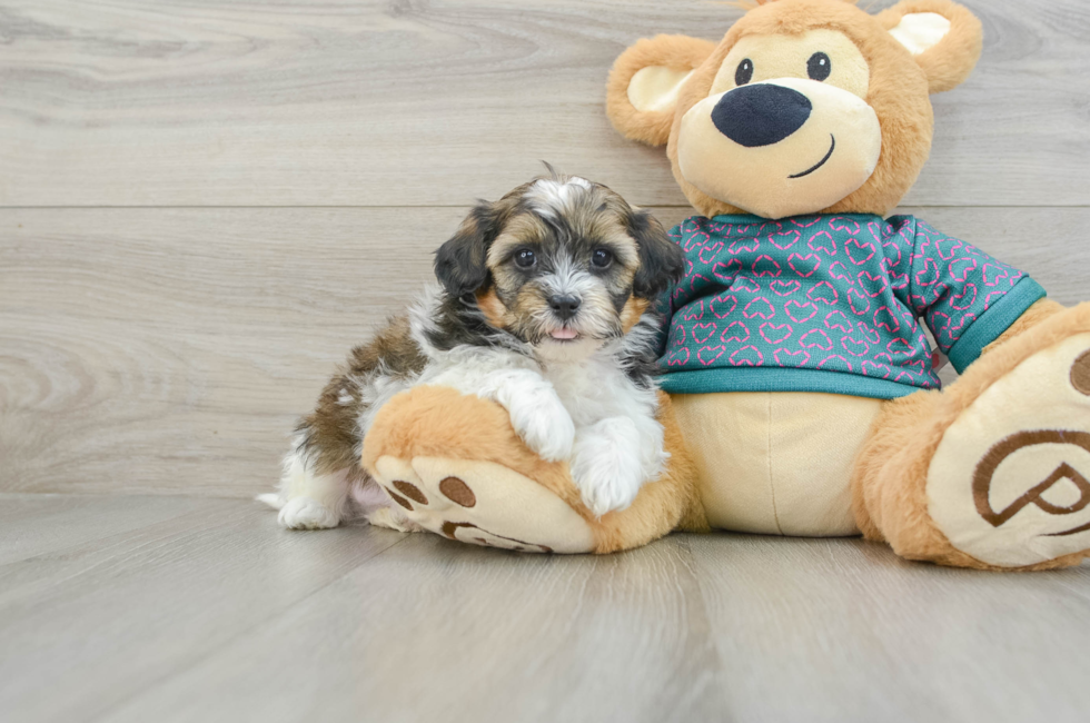 6 week old Shih Poo Puppy For Sale - Florida Fur Babies