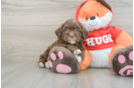 Funny Shih Poo Poodle Mix Pup