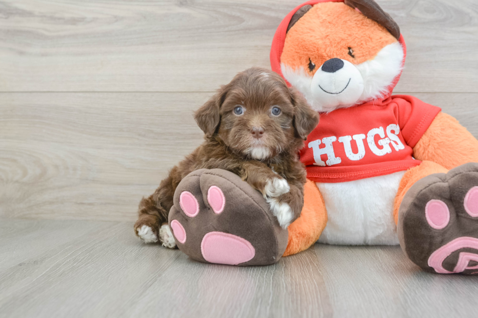 Funny Shih Poo Poodle Mix Pup