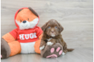 Shih Poo Puppy for Adoption