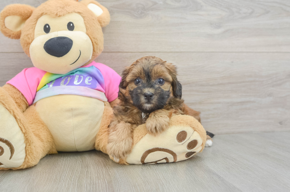 5 week old Shih Poo Puppy For Sale - Florida Fur Babies