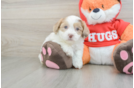 Shih Poo Puppy for Adoption