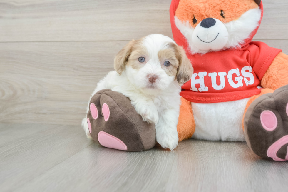 Shih Poo Puppy for Adoption