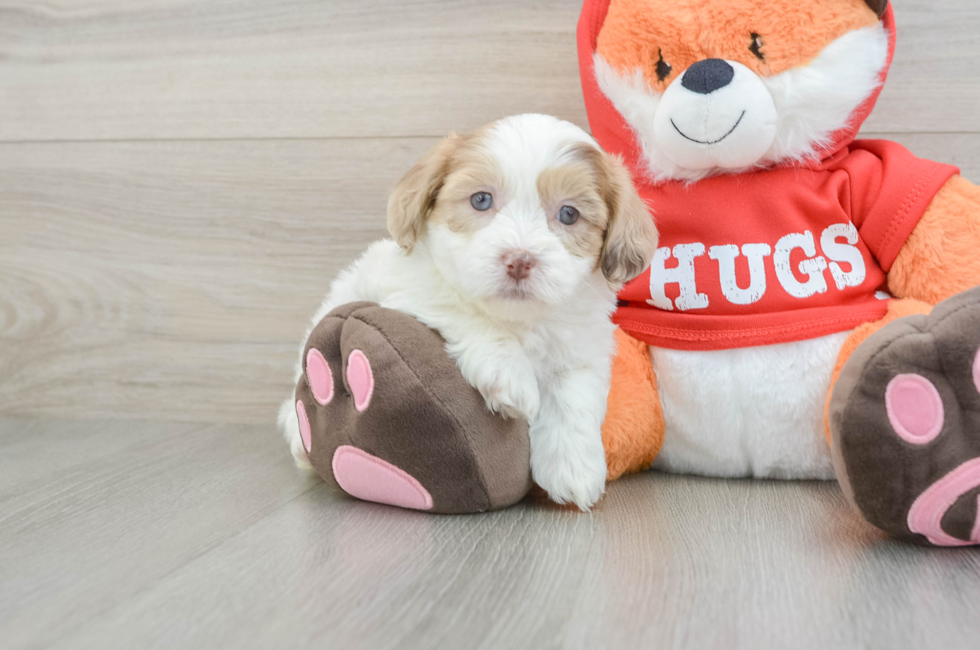 5 week old Shih Poo Puppy For Sale - Florida Fur Babies