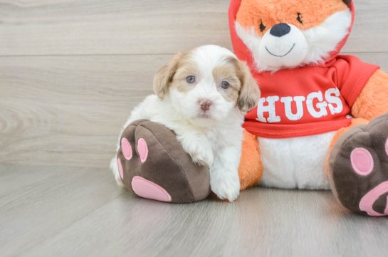 Shih Poo Puppy for Adoption