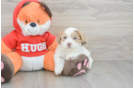 Fluffy Shih Poo Poodle Mix Pup