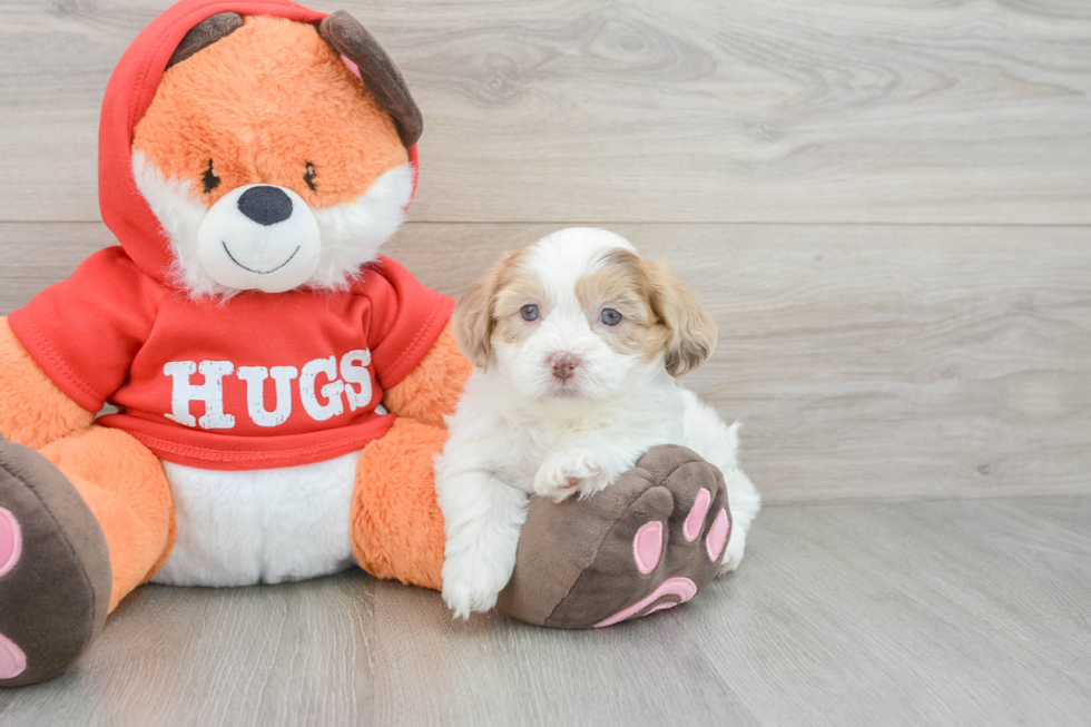 Fluffy Shih Poo Poodle Mix Pup