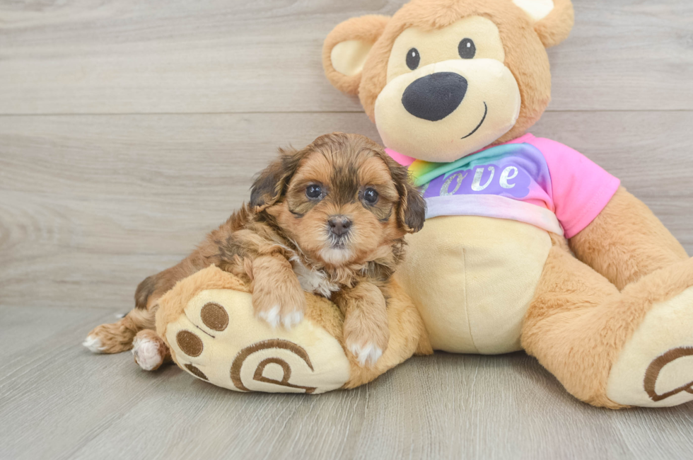 5 week old Shih Poo Puppy For Sale - Florida Fur Babies