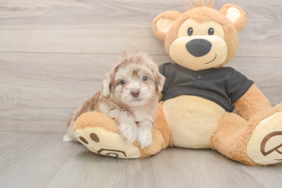 Meet Kennedy - our Shih Poo Puppy Photo  2/3 - Florida Fur Babies Best Shih Poo Baby