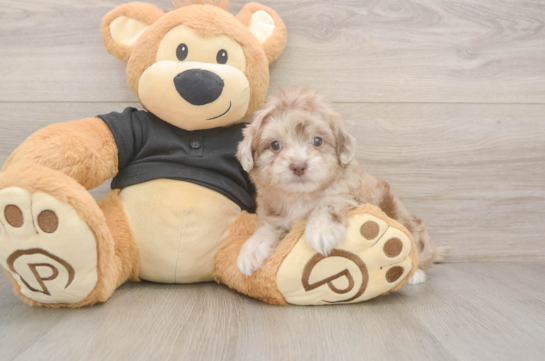 5 week old Shih Poo Puppy For Sale - Florida Fur Babies Sweet Shih Poo Baby