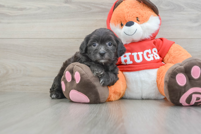 Meet Kenny - our Shih Poo Puppy Photo 1/3 - Florida Fur Babies