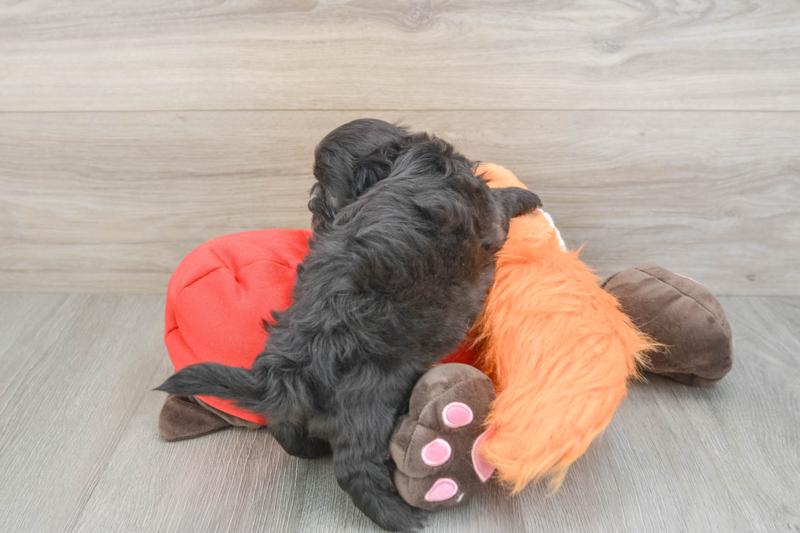 Meet Kenny - our Shih Poo Puppy Photo 2/3 - Florida Fur Babies