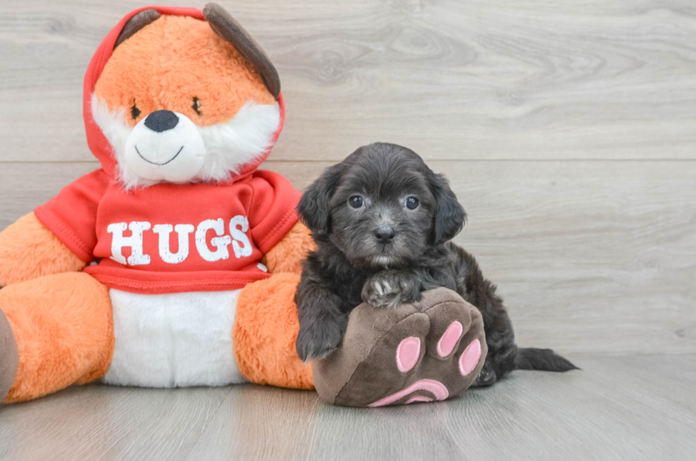 5 week old Shih Poo Puppy For Sale - Florida Fur Babies
