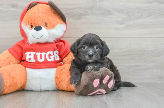Best Shih Poo Baby