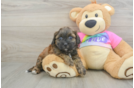 Happy Shih Poo Baby