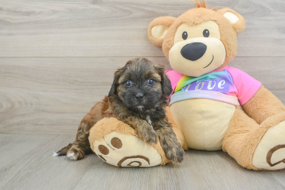 Happy Shih Poo Baby