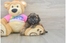 Hypoallergenic Shih Poo Poodle Mix Puppy