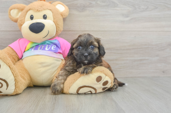 Hypoallergenic Shih Poo Poodle Mix Puppy