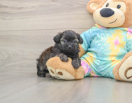 6 week old Shih Poo Puppy For Sale - Florida Fur Babies