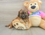 9 week old Shih Poo Puppy For Sale - Florida Fur Babies
