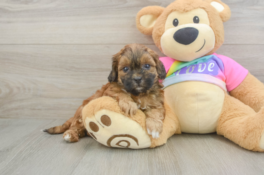 Shih Poo Puppy for Adoption