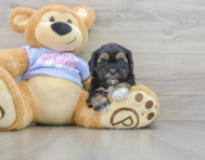 6 week old Shih Poo Puppy For Sale - Florida Fur Babies