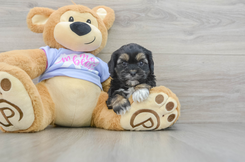 5 week old Shih Poo Puppy For Sale - Florida Fur Babies