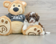 8 week old Shih Poo Puppy For Sale - Florida Fur Babies