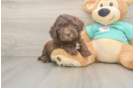 Best Shih Poo Baby