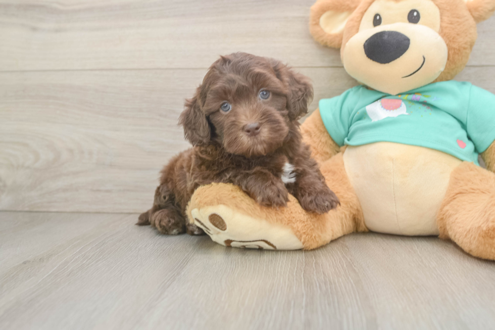 Best Shih Poo Baby