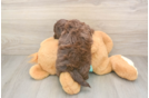 Energetic Shihpoo Poodle Mix Puppy