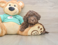 7 week old Shih Poo Puppy For Sale - Florida Fur Babies