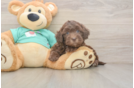 Shih Poo Puppy for Adoption