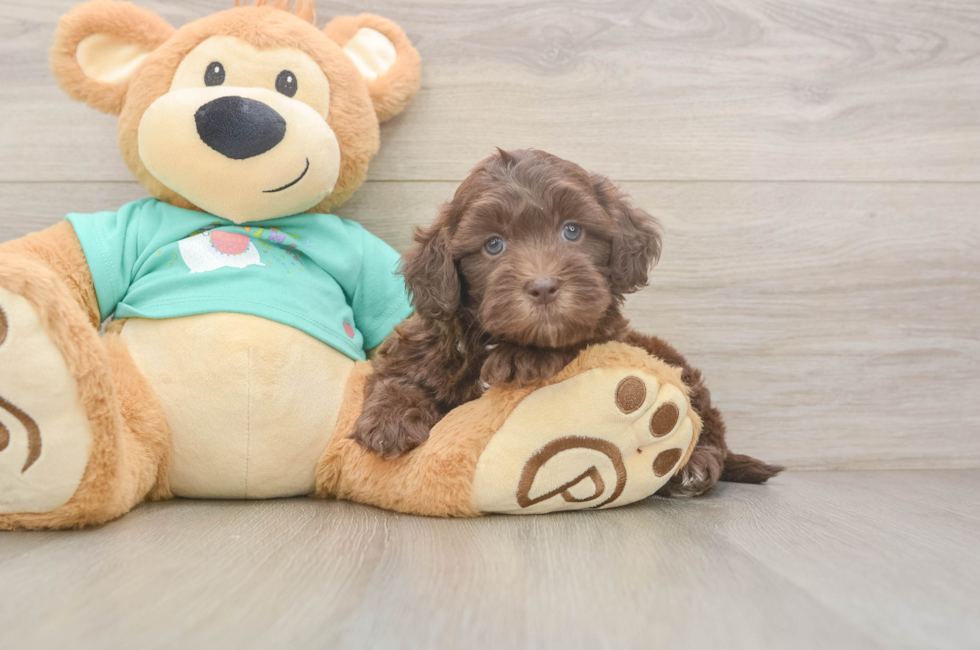 5 week old Shih Poo Puppy For Sale - Florida Fur Babies