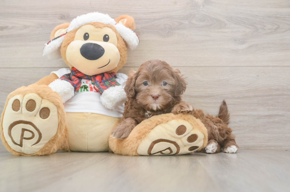 5 week old Shih Poo Puppy For Sale - Florida Fur Babies