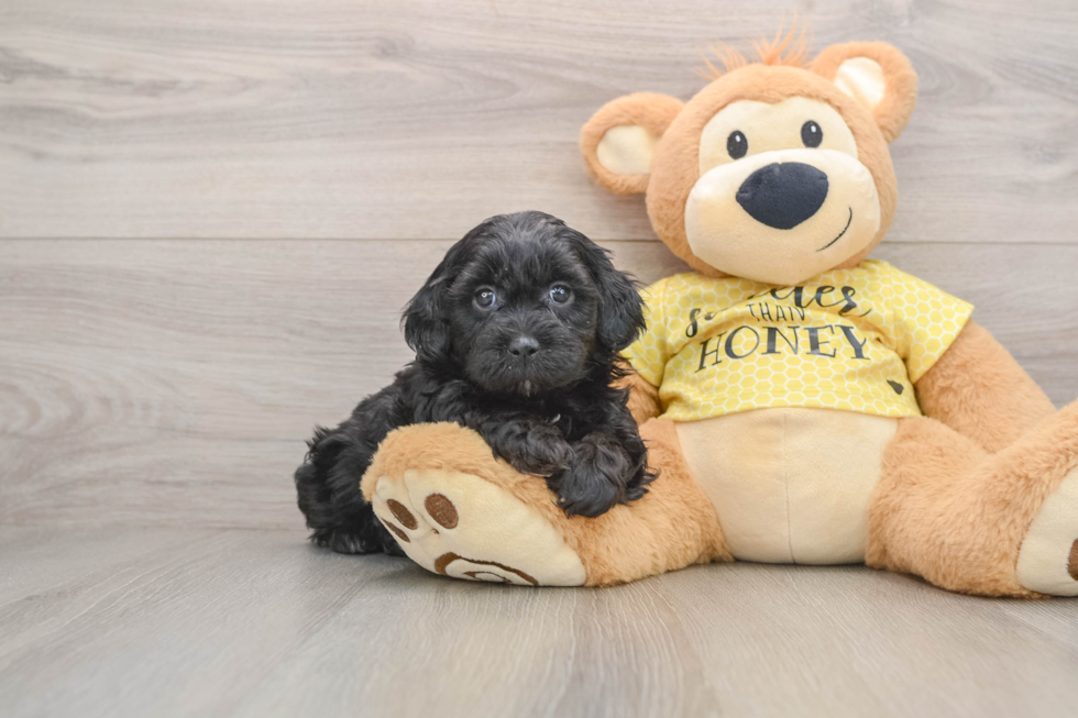 Funny Shih Poo Poodle Mix Pup