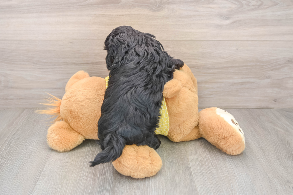 Shih Poo Puppy for Adoption