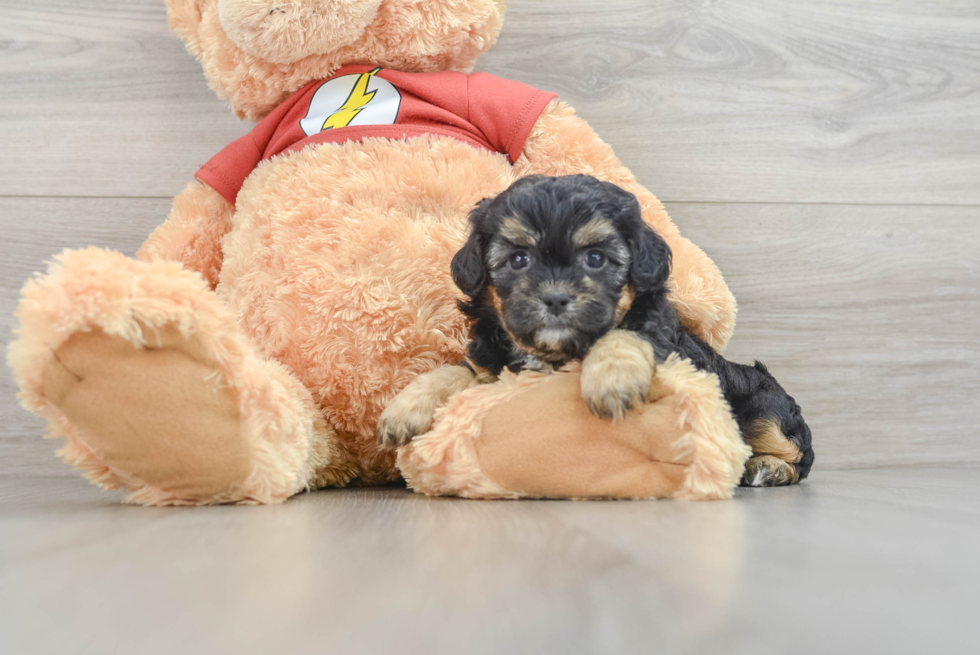 Small Shih Poo Baby