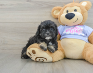 6 week old Shih Poo Puppy For Sale - Florida Fur Babies